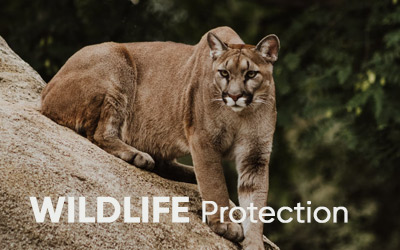 wildlife protection